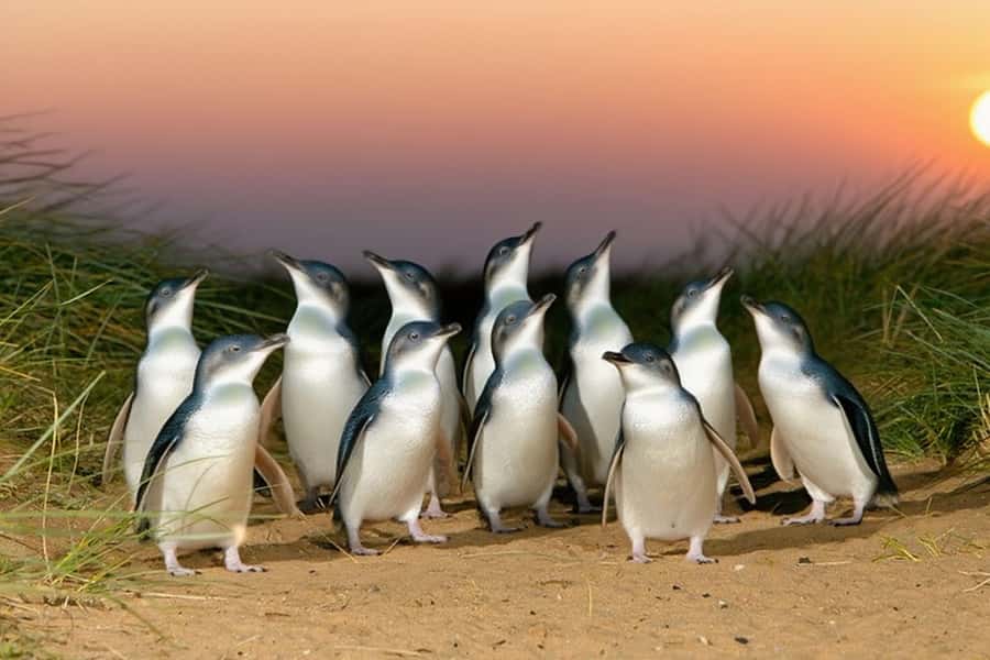 Puffing Billy Penguin Parade Winery Chocolaterie All-in-One - Practical Advice Before You Go