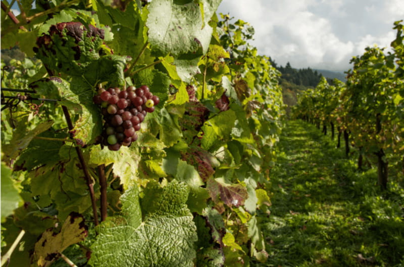 Quebec City: Island of Orleans Wine Tour - Who should book this outing