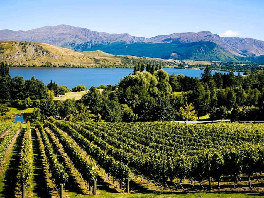 Queenstown, Arrowtown, Gibbston: Flexible Wine Hopper Tours - What $59 really gets you