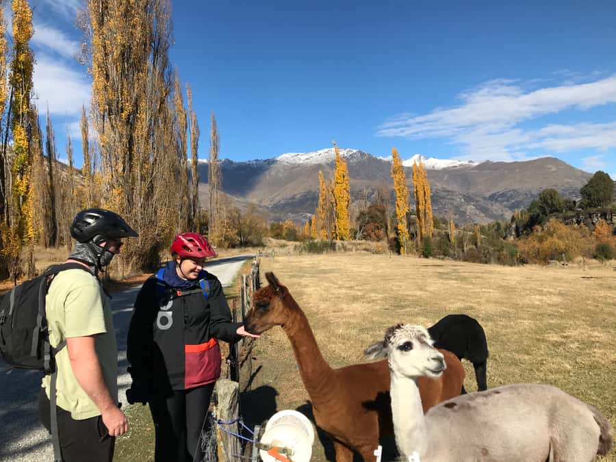 Queenstown: Guided E-Bike Tour with Winery Visits & Tastings - From Frankton to Arrowtown, the day starts gently