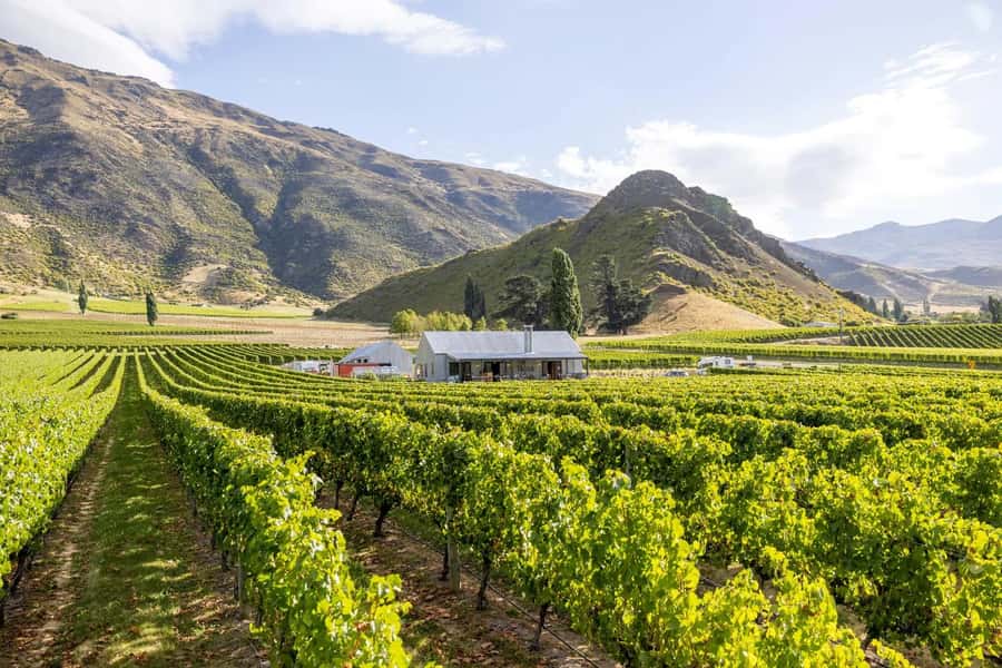 Queenstown: Original Premium Half-Day Gibbston Wine Tour - The guides are a major part of the value