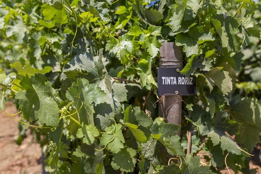 Régua: Wine tasting at a Quinta, traditional lunch, cruise, and train ride - November through March: a different boat plan