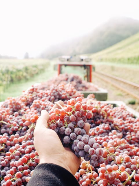 Reil, Mosel: Guided organic wine tasting and cellar tour - Inside the modern cellar and family winery