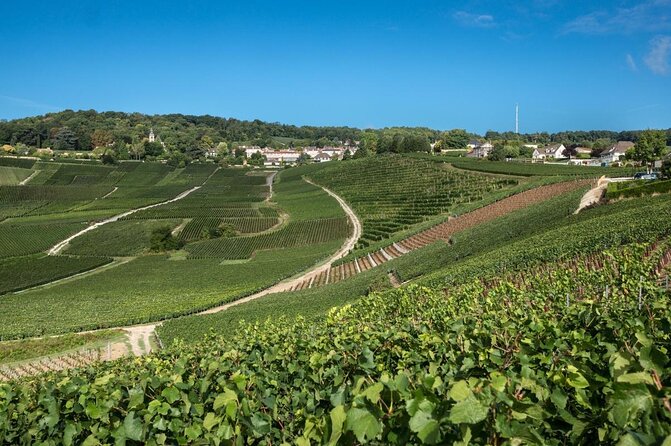 Reims afternoon tour Champagne and family growers - Is $151.16 good value?