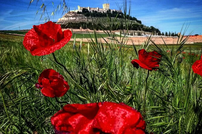 Ribera del Duero:4 Wineries, tasting & Lunch included from Madrid - Nabal and a Classic Wine Bar Stop
