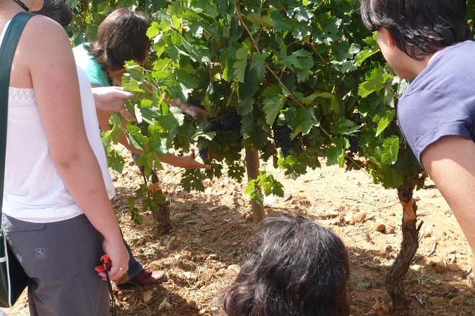 Ribera del Duero Wineries Guided Tour & Wine Tasting from Madrid - What you taste and how the day feels