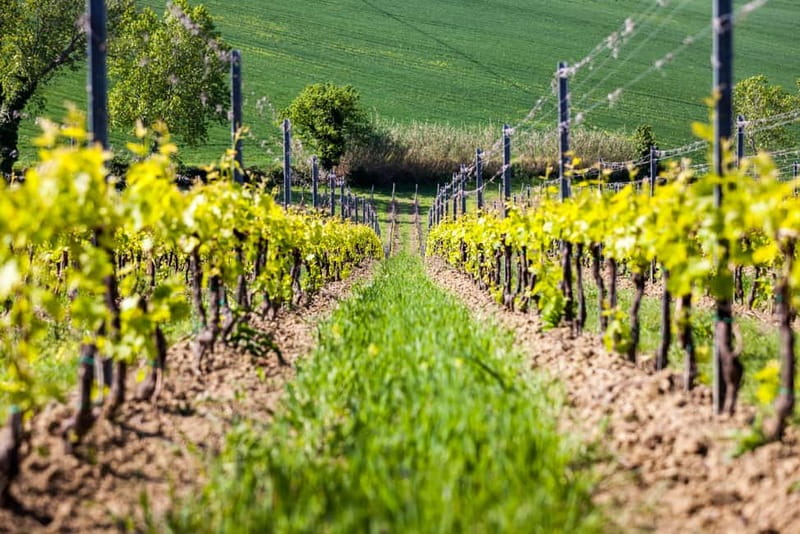 Rimini: San Valentino DOC Wine Tastings - Key points to know before booking