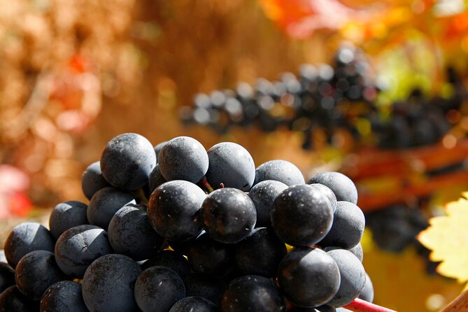 Rioja wine region with visit to winery & Vitoria-Gasteiz - Vitoria-Gasteiz in 90 minutes