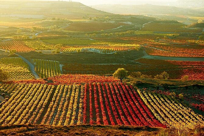 Rioja wine region with visit to winery & Vitoria-Gasteiz - Two hours in medieval Laguardia