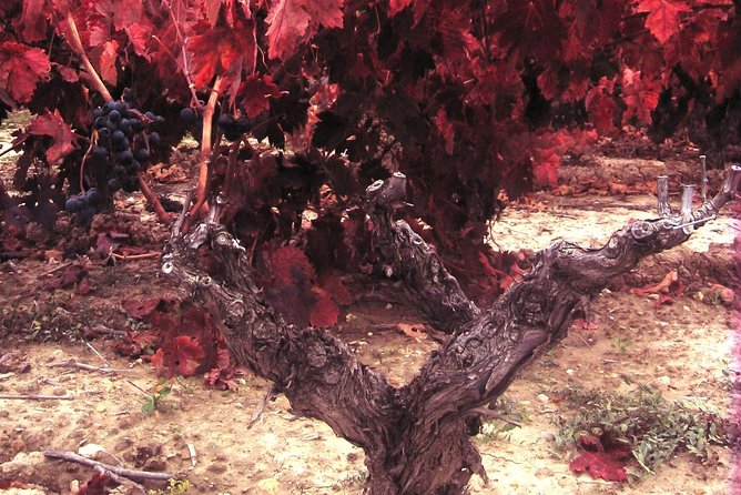 Rioja Wine Tour: 2 Wineries From Bilbao - Price and group size: is $290.25 fair?