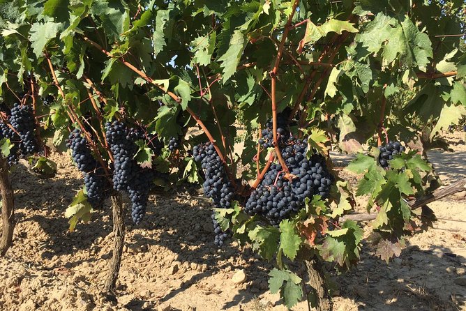 Rioja Wine Tour: 2 Wineries From Bilbao - The second winery: a different side of the region