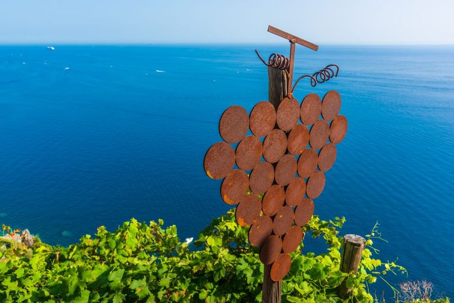 Riomaggiore: Vineyard & Wine Cellar Tour with Wine Tasting - The vineyard visit above the sea