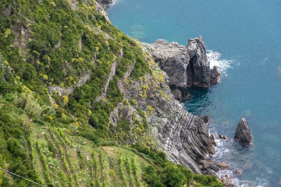 Riomaggiore: Vineyard & Wine Cellar Tour with Wine Tasting - Who will enjoy this Riomaggiore experience?