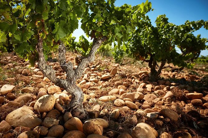 Roman Heritage & Wine Legacy - Key Things to Know Before Booking