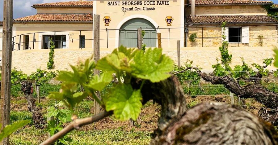 Saint-Émilion: Bordeaux Vineyard Tour and Wine Tasting - Who should book this experience?