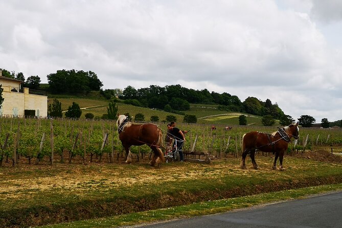 Saint Emilion Half-Day Trip with Wine Tasting & Winery Visit from Bordeaux - Saint-Émilion: beautiful, steep, and short on free time