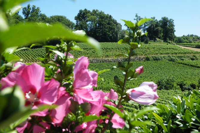 Saint Emilion Wine Tour Tasting Half Day from Bordeaux - An hour in the medieval village