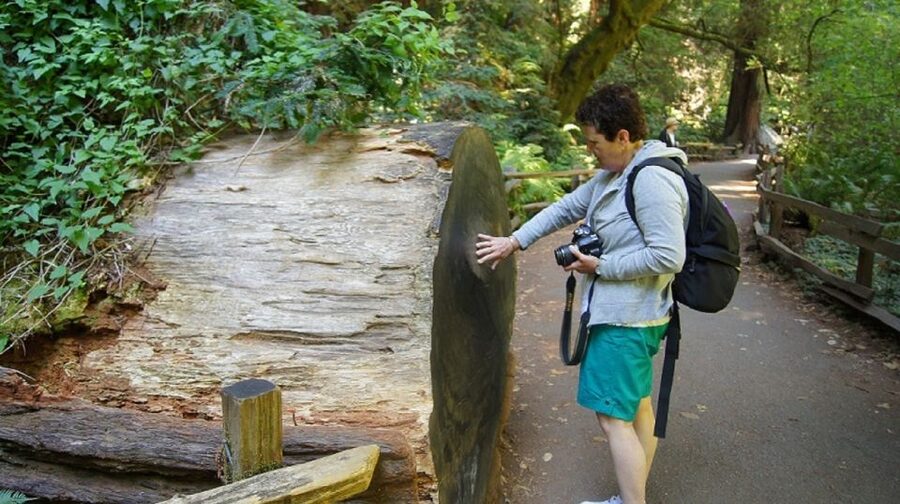 San Francisco: Guided Coastal Redwoods & Wine Country Tour - Key Points to Know Before You Go