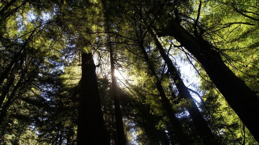 San Francisco: Guided Coastal Redwoods & Wine Country Tour - From Fisherman’s Wharf to the Golden Gate Bridge
