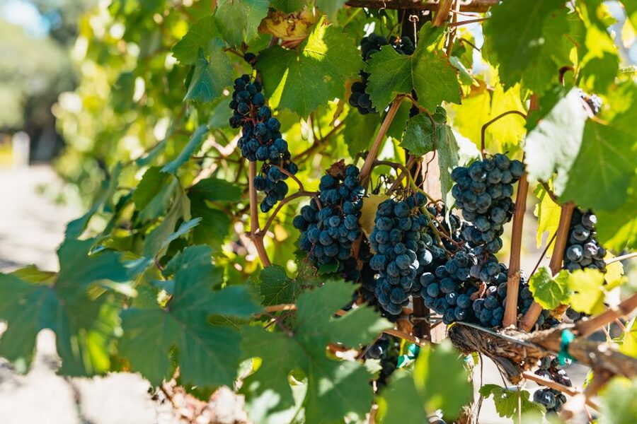 San Francisco: Half-Day Wine Country Excursion with Tastings - What Happens During the Tastings