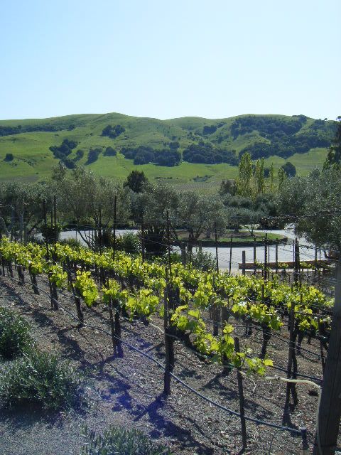 San Francisco: Half-Day Wine Country Tour with Wine Tastings - Is $129 Good Value?