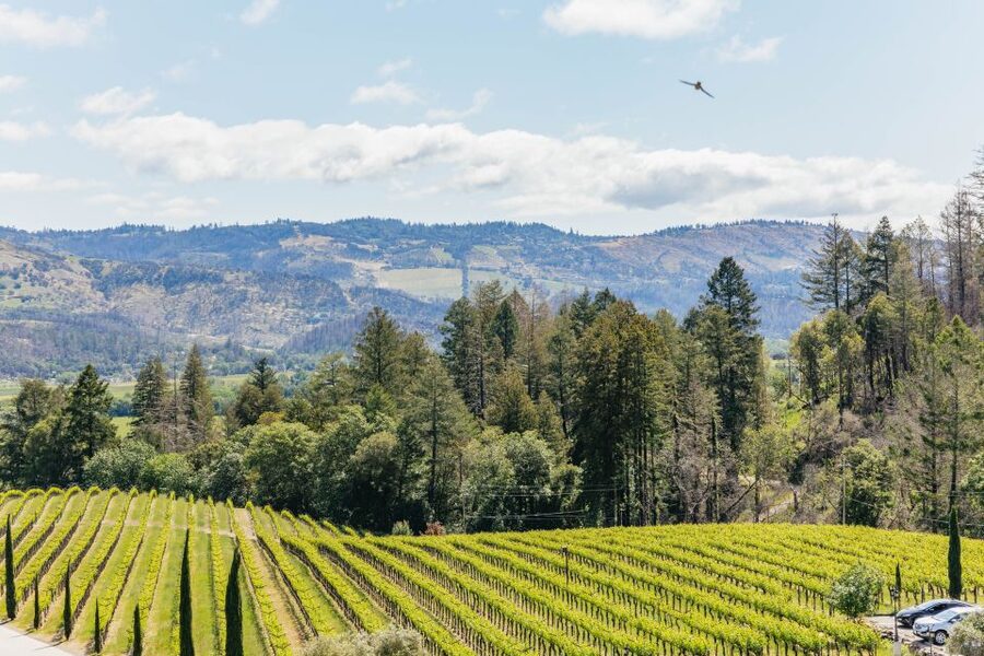 San Francisco: Luxury Small-Group Wine Tour of Napa Valley - Who will enjoy this Napa day most