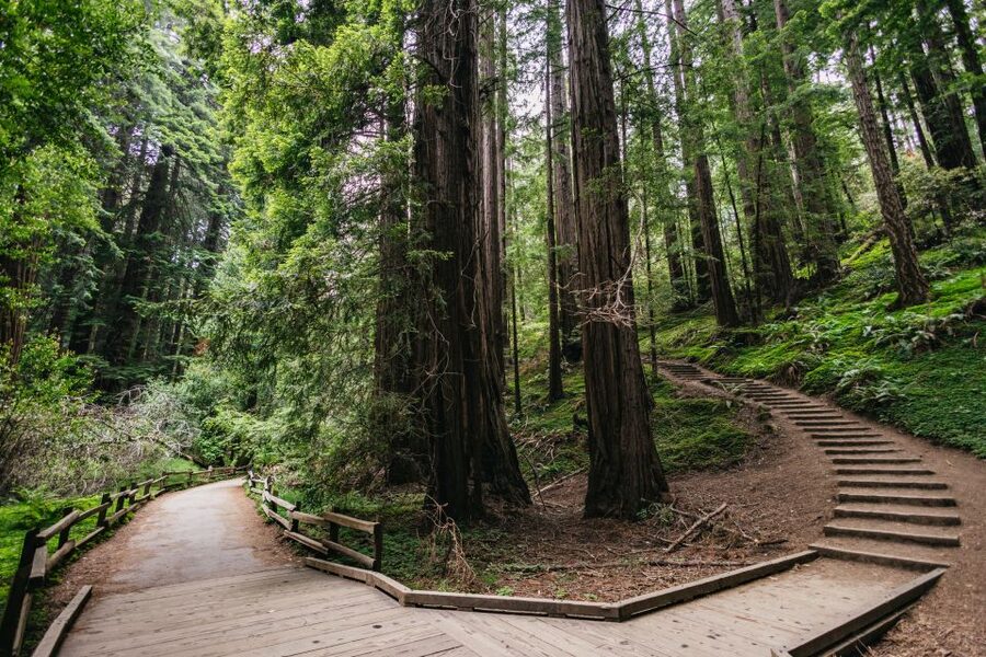 San Francisco: Muir Woods, Napa & Sonoma Valley Wine Tour - Should you book it?