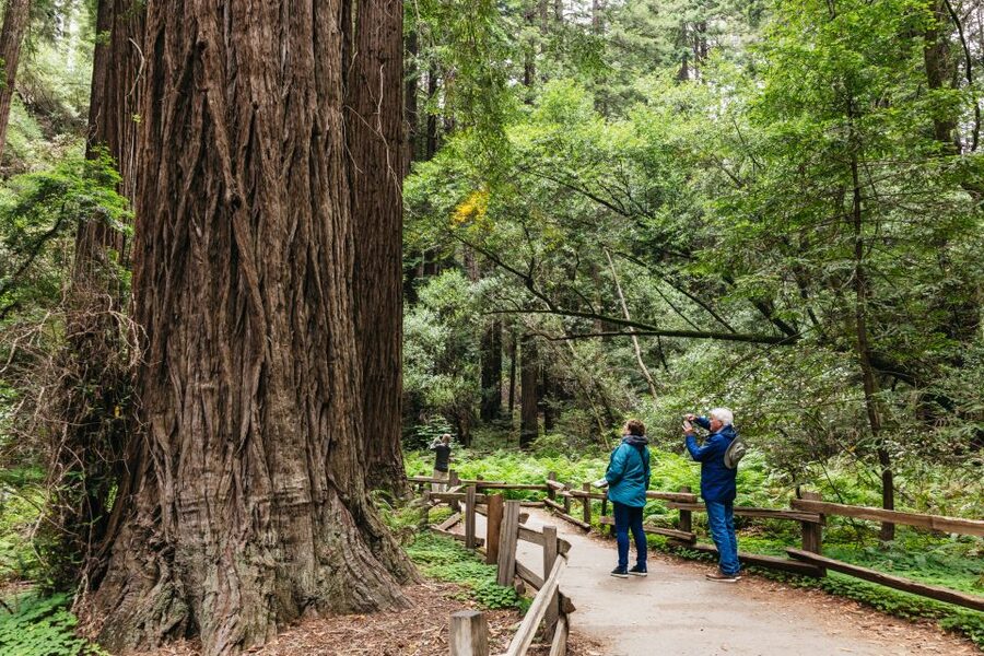 San Francisco: Muir Woods, Napa & Sonoma Valley Wine Tour - Mayo Family Winery begins the tasting day