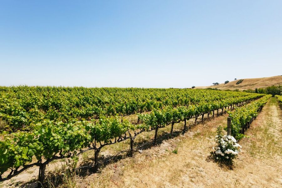San Francisco: Muir Woods, Napa & Sonoma Valley Wine Tour - Transport, group size, and the price of convenience