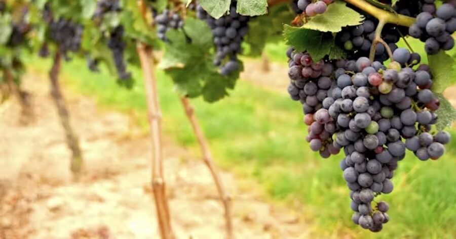 San Francisco: Napa Valley Half-Day Wine Tour with Tastings - How much wine will you taste?