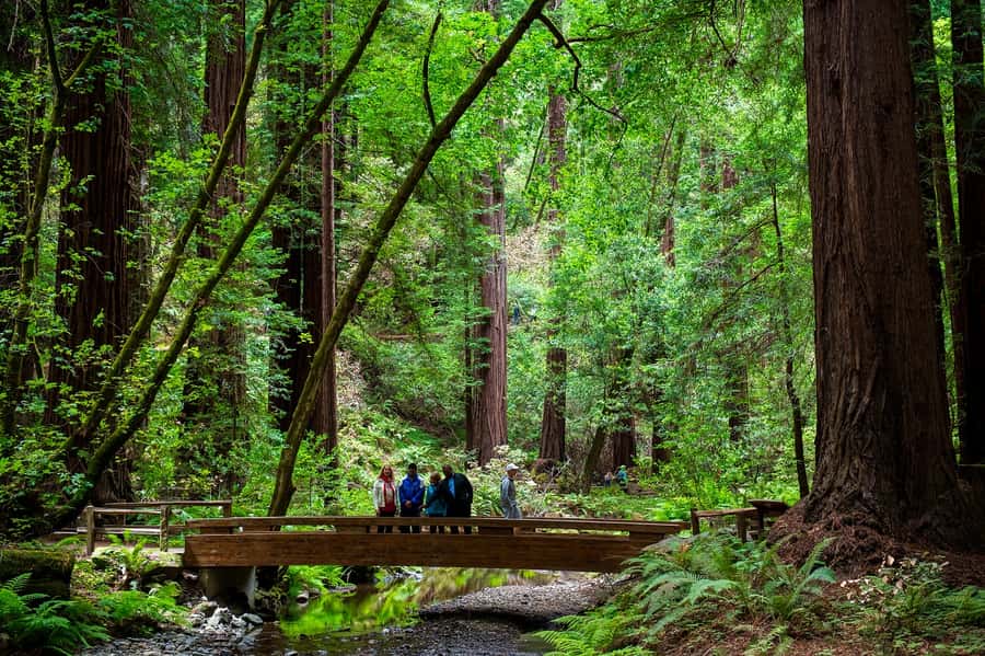 San Francisco: Redwood & Wine Country Tour with Lunch & Wine - Key points to know before booking
