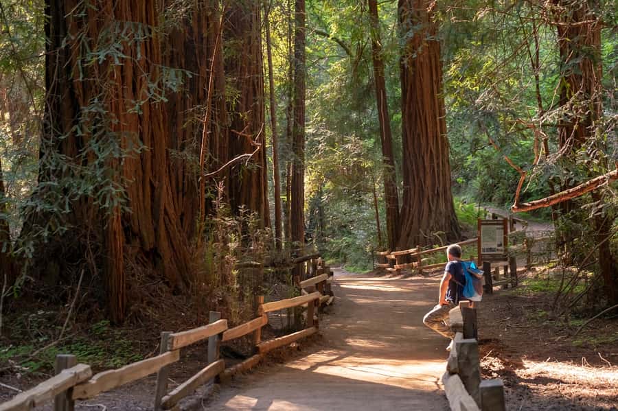 San Francisco: Redwood & Wine Country Tour with Lunch & Wine - Why this long day works