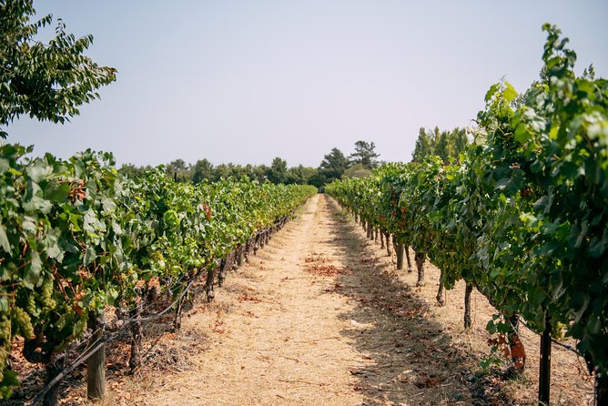 San Francisco Super Saver: Muir Woods & Wine Country w/ optional Gourmet Lunch - Mayo Family Winery brings a smaller-scale feel