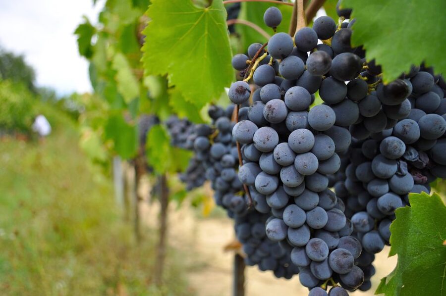 San Gimignano: Vineyard and Cellar Tour with Wine Tasting - The tasting: Vernaccia, Chianti, and Vinsanto
