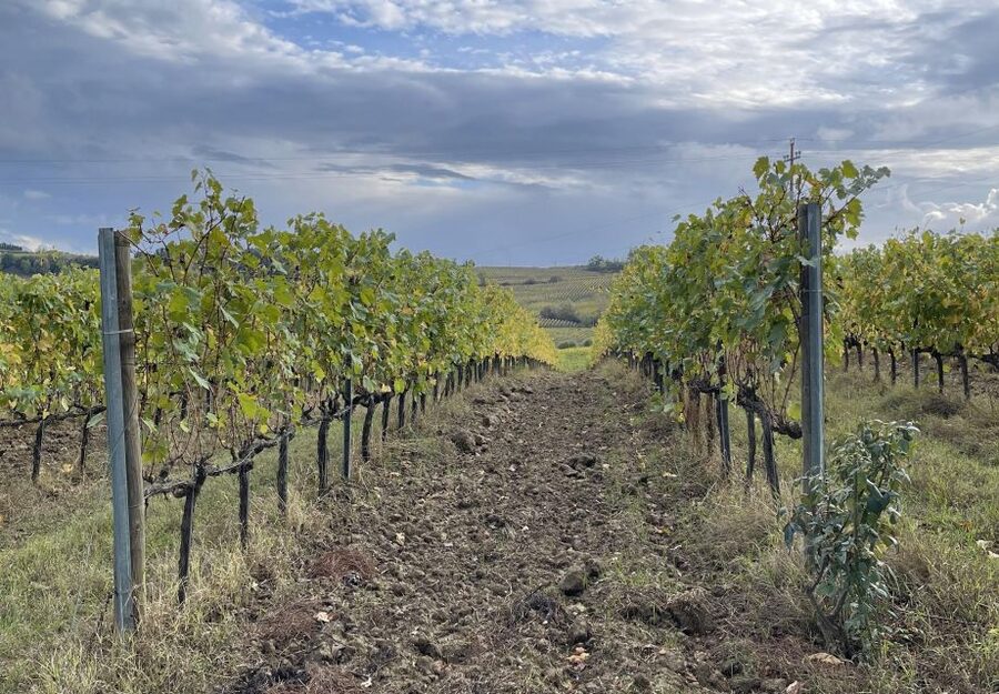 San Gimignano: Vineyard and Cellar Tour with Wine Tasting - Who should book this experience