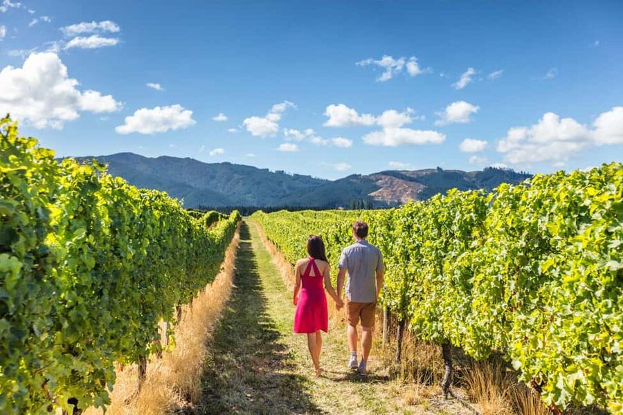 San Gimignano: Vineyard Walk with Wine Tasting in winery - Key points at a glance