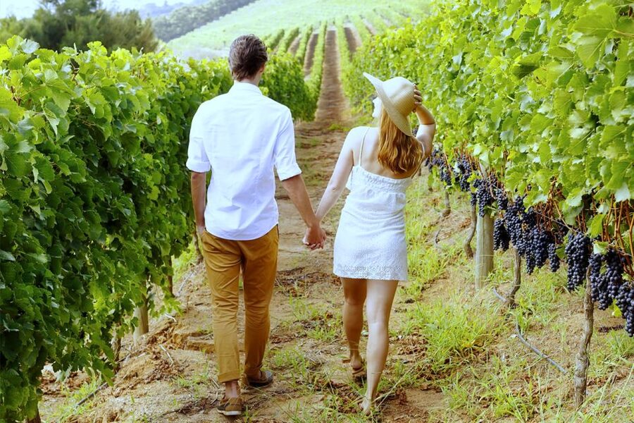 San Gimignano: Vineyard Walk with Wine Tasting in winery - Starting at Tenuta Torciano near San Gimignano