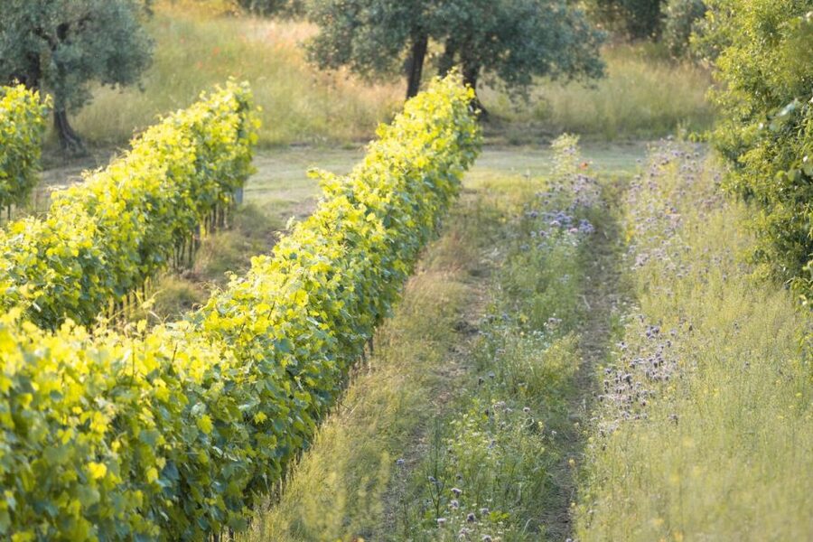 San Gimignano: Wine and Food Tasting in a Family Winery - Who will enjoy this most?