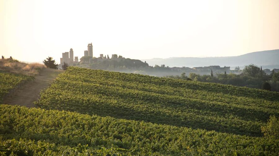San Gimignano: Wine and Food Tasting in a Family Winery - How much value do you get for $106?