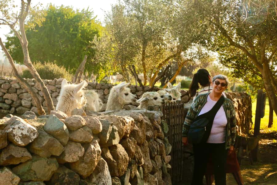 Santiago: Viña del Mar, Valparaiso, with Wine Tasting - The funicular ride and Valparaiso free time