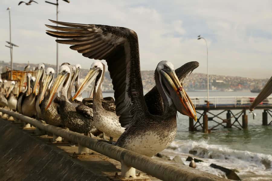 Santiago: Viña del Mar, Valparaiso, with Wine Tasting - Timing, meals, and practical planning
