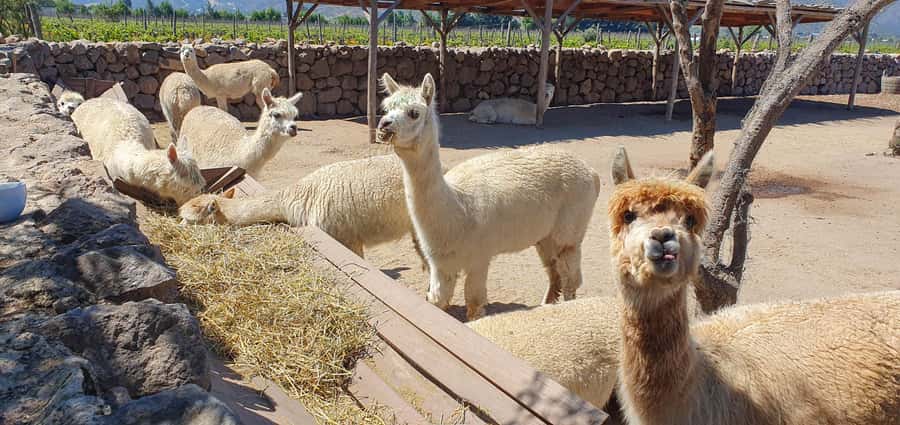 Santiago: World-class Wines, Visit to 4 Vineyards and Tanino - FAQ