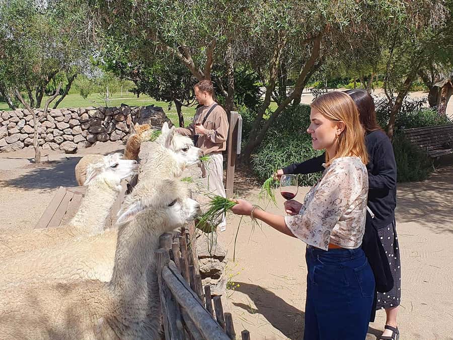 Santiago: World-class Wines, Visit to 4 Vineyards and Tanino - Who should book this wine day?