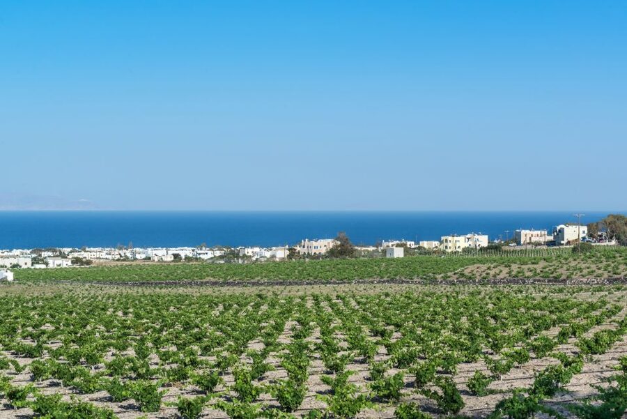 Santorini: Guided Wineries Private Tour with Wine Tastings - The Art Space Wine Museum, where wine meets Greek art