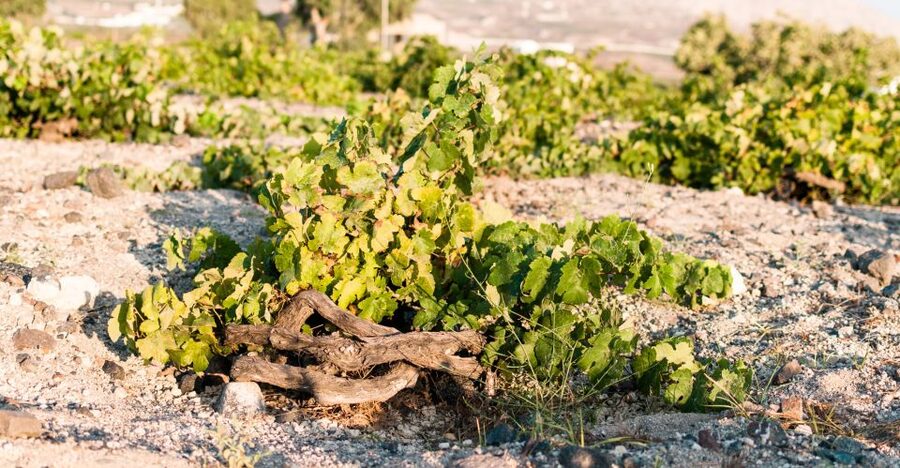 Santorini: Three Wineries and One Brewery Tour with Tastings - Who should book this Santorini wine tour?