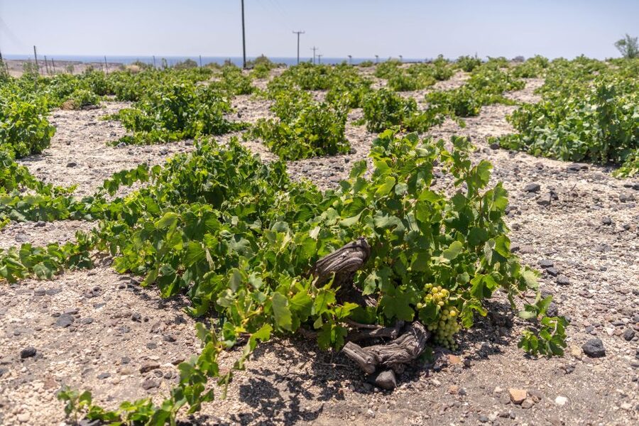 Santorini: Three Wineries and One Brewery Tour with Tastings - The final winery depends on availability