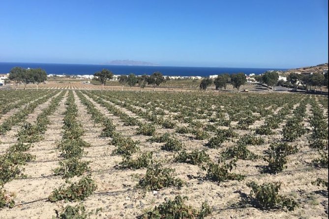 Santorini Wine Adventure with 12 Wine Tastings, Tapas and Sunset - Estate Argyros and the first taste of Santorini