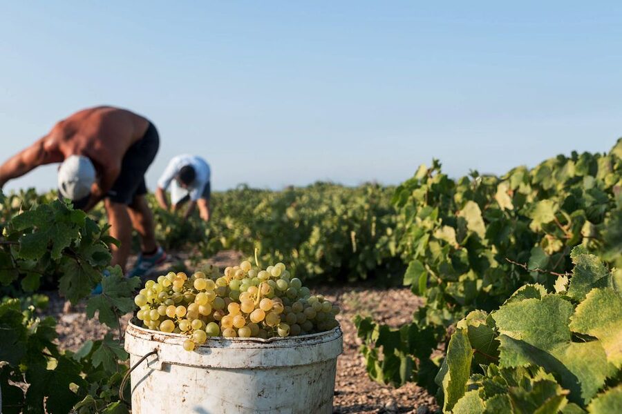 Santorini Wine Roads: Tour of 3 Wineries with a Sommelier - Meeting the Mercedes minibus around Santorini