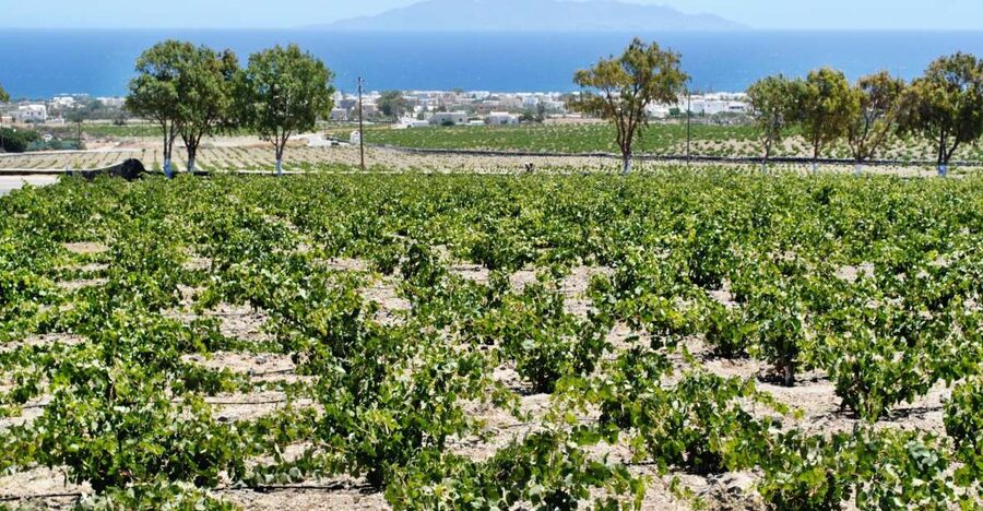 Santorini: Wine Tasting Tour & Sunset Viewing - First winery: your introduction to island wine