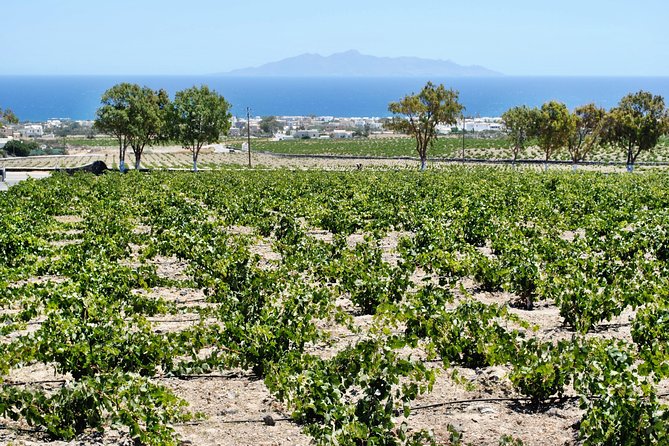 Santorini: Wine Tour with Sunset in Oia - Guides who make the difference